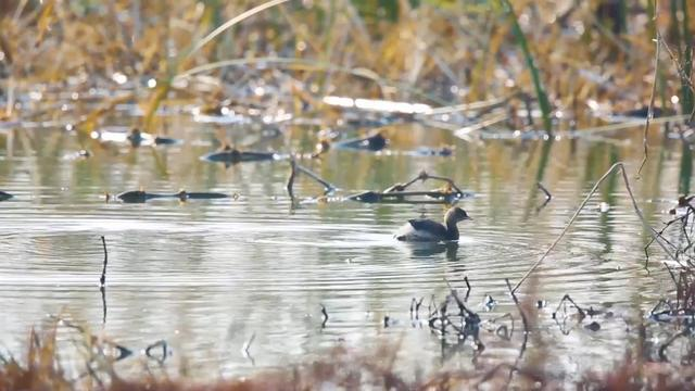 沉湖濕地生態(tài)修復變身鳥類天堂——一體化排水泵站與濕地生態(tài)相互協調